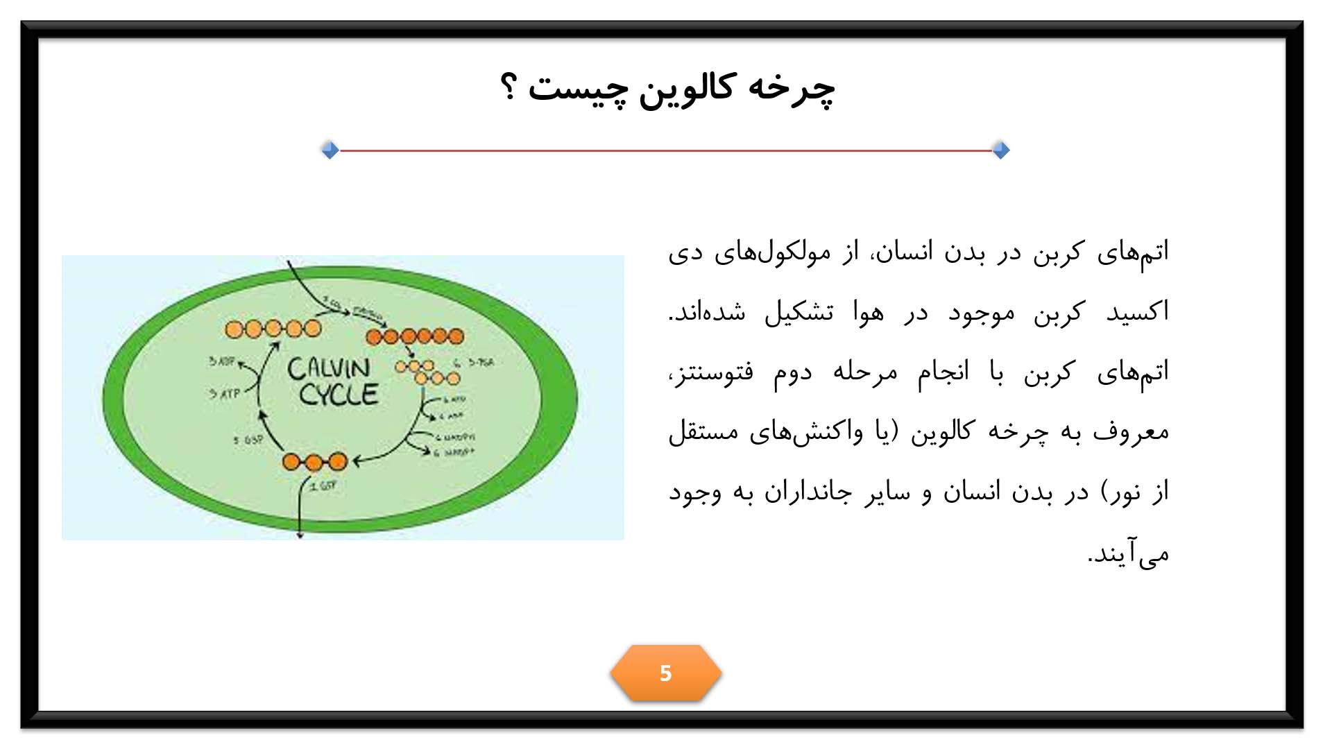 پاورپوینت در مورد چرخه کالوین 